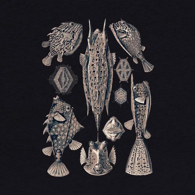 Ernst Haeckel Ostraciontes Fish Lavander Grey by Scientistudio